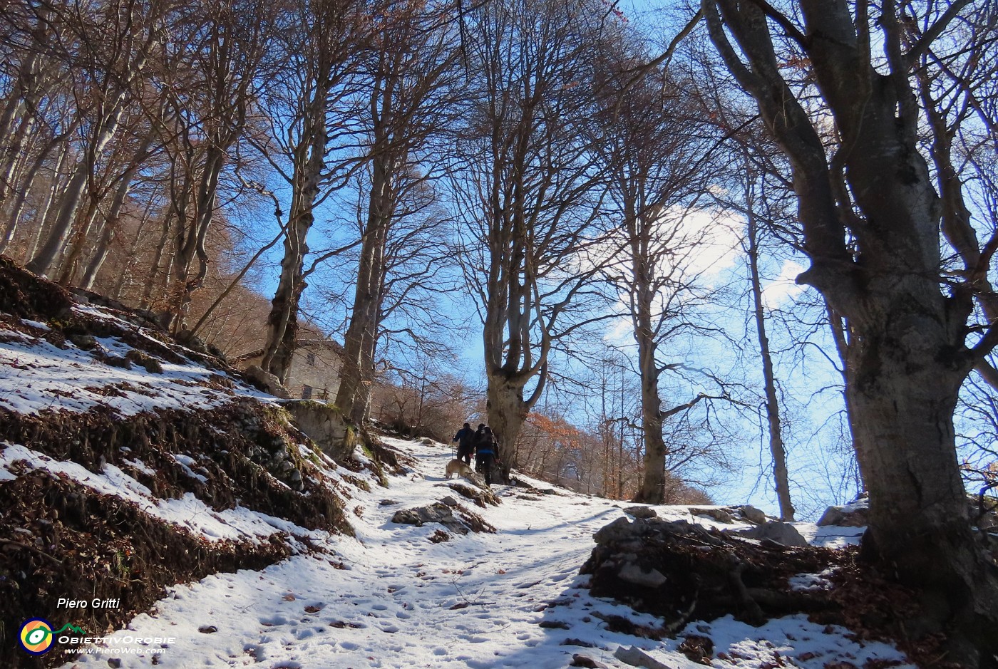 16 Nella bella faggeta .JPG